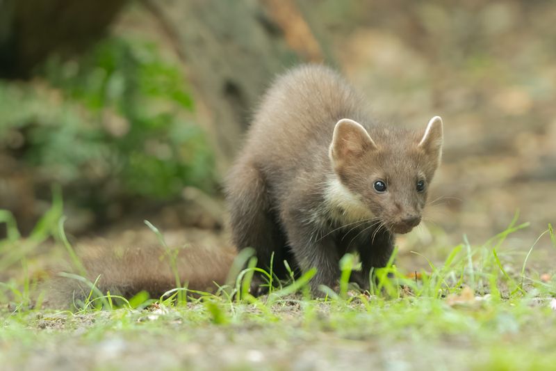 Zoogdieren/Mammals