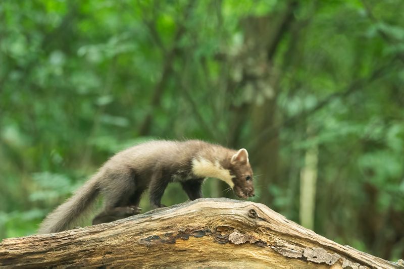 Zoogdieren/Mammals