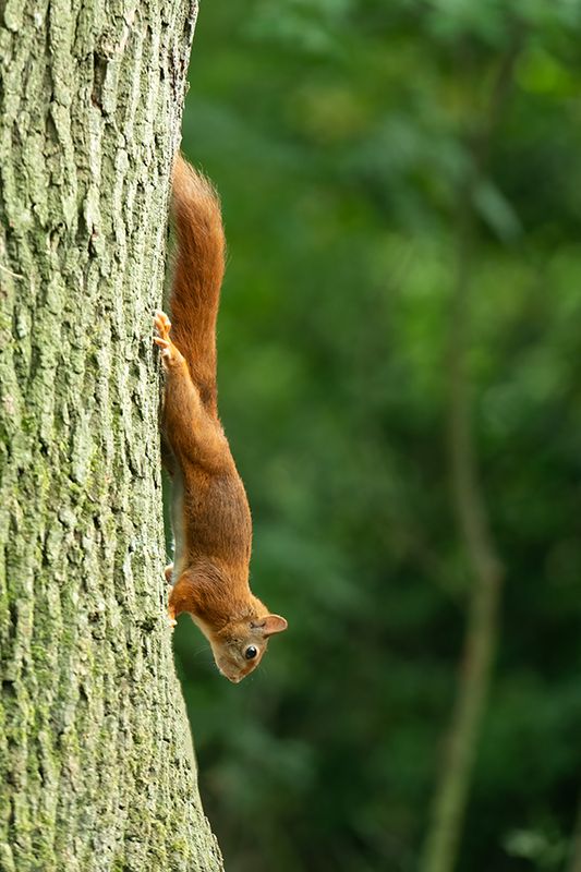 Zoogdieren/Mammals