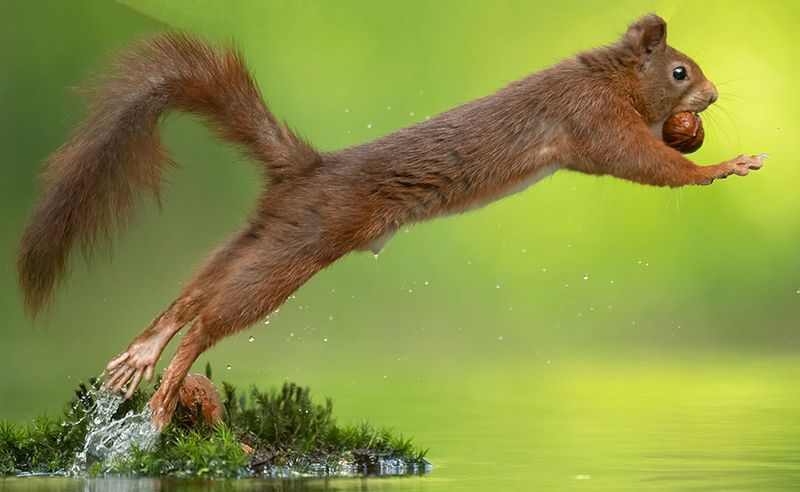 Zoogdieren/Mammals