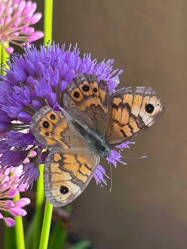 Vlinders en rupsen/Butterflies and caterpillars