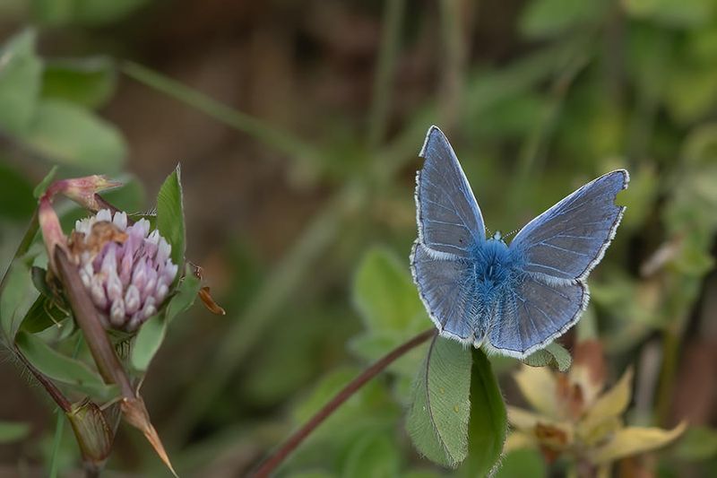 Vlinders en rupsen/Butterflies and caterpillars