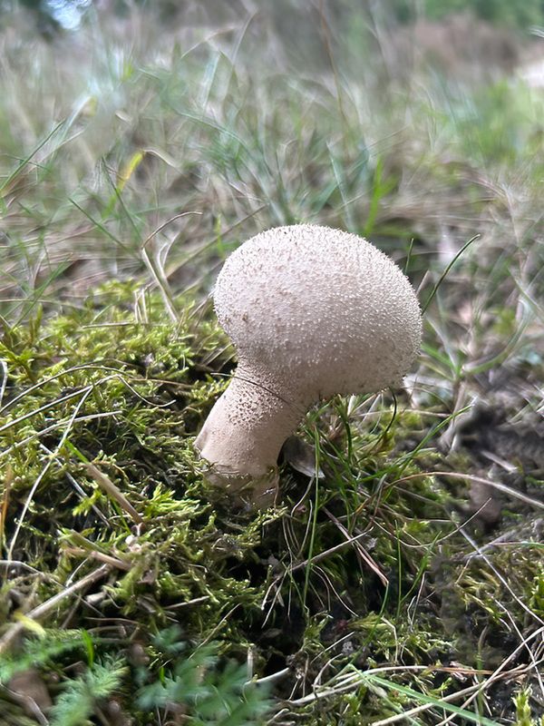 Paddenstoelen en Korstmossen/Mushrooms and Lichen 