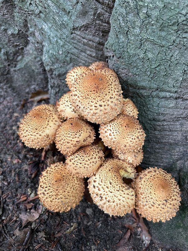 Paddenstoelen en Korstmossen/Mushrooms and Lichen