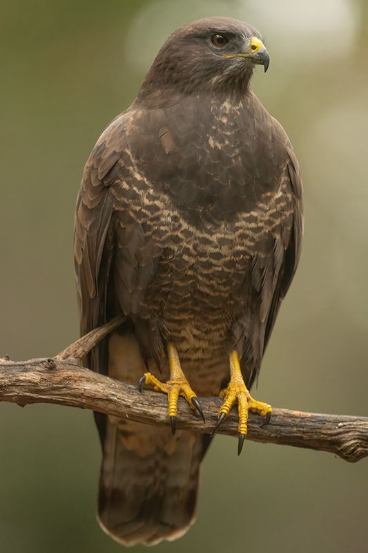 Recente foto's/Recent photo's