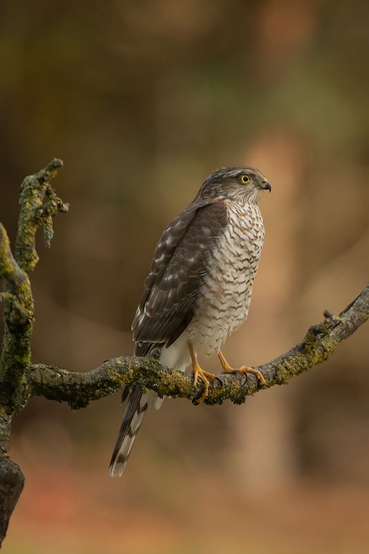 Recente foto's/Recent photo's