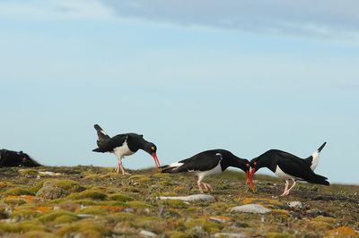 300_3232F Magelhaenscholekster (Haematopus leucopodus, magellanic oystercatcher).jpg