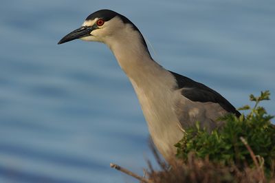 700_4027F kwak (Nycticorax nycticorax falklandicus, Black-crowned night-heron).jpg