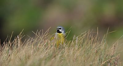 700_4030F Magelhaengors  (Melanodera melanodera, black-throated (Canary-winged) Finch).jpg