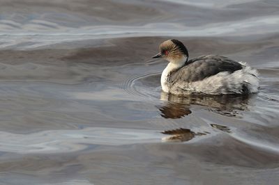 700_4140F zilverfuut (Podiceps occipitalis, Silvery grebe).jpg