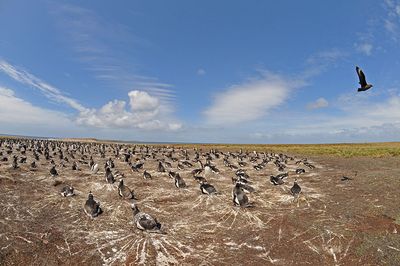 DSC_2124F ezelspinguin (Pygoscelis papua, Gentoo Penguin).jpg