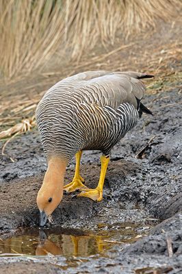 DSC_2220F roodkopgans (Chloephaga rubidiceps, Ruddy-headed Goose).jpg