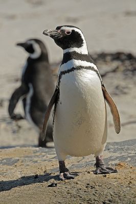 DSC_2255F magelhaen pinguin (Spheniscus magellanicus, Magellanic Penguin).jpg