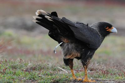 DSC_6252 gegroefde caracara (Phalcoboenus australis, Striated Caracara/Johnny Rook).jpg