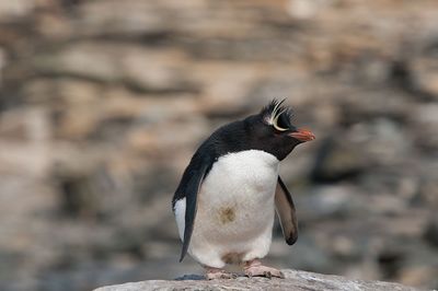 300_8086F rotspinguïn (Eudyptes crestatus, Rockhopper Penguin).jpg