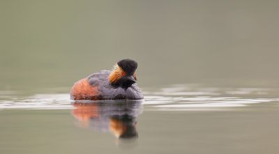 D4_4197F geoorde fuut (Podiceps nigricollis, Black-necked Grebe).jpg