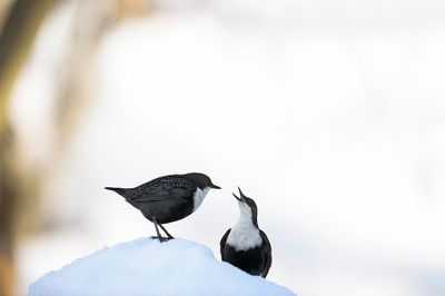 D40_4888F zwartbuikwaterspreeuw (Cinclus cinclus cinclus, Black-bellied Dipper).jpg