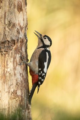 ND5_3993F grote bonte specht (Dendrocopos major, Great Spotted Woodpecker).jpg
