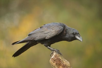 ND5_4255F zwarte kraai (Corvus corone, Carrion Crow).jpg