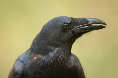 ND5_4227F zwarte kraai (Corvus corone, Carrion Crow).jpg