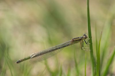 Libellen en Juffers/Dragonflies and Damselflies
