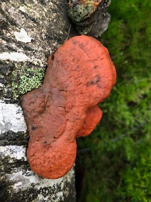 IMG_2564F vermiljoenhoutzwam (Pycnoporus cinnabarinus, Cinnabar polypore).jpg