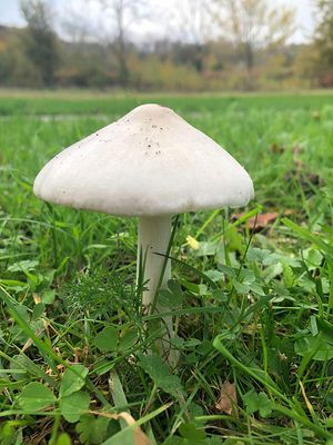 IMG_2449F gewone beurszwam (Volvariella gloiocephala, Big sheath mushroom).jpg