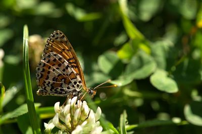 Vlinders en rupsen/Butterflies and caterpillars