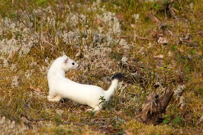 D4S_8633F hermelijn (Mustela erminea, Stoat).jpg