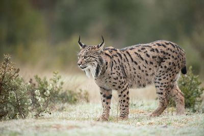 ND5_7265F Iberische/Spaanse lynx (Lynx pardinus, Iberian lynx).jpg