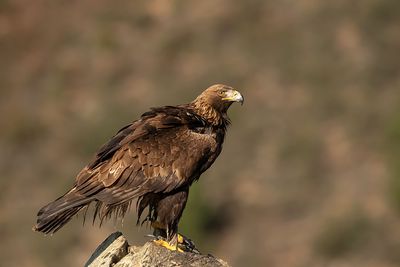 ND5_7806F steenarend vr. (Aquila chrysaetos, Golden eagle female).jpg