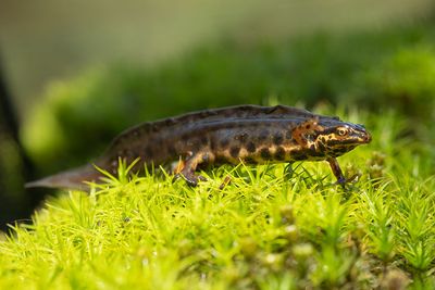Amfibieën en Reptielen/Amphibians and Reptiles