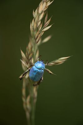 ND5_9242F blauwe bladsprietkever mn. (Hoplia coerulea, Blue chafer beetle male).jpg