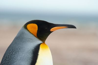 700_8357F koningspinguin (Aptenodytes patagonicus, King Penguin).jpg