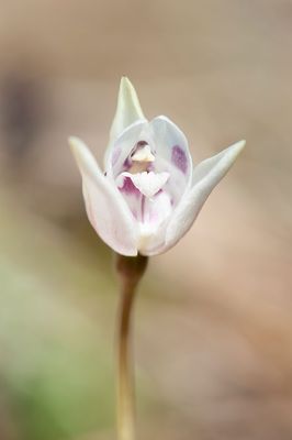 700_7438F White Dog Orchid (Codonorchis lessonii).jpg