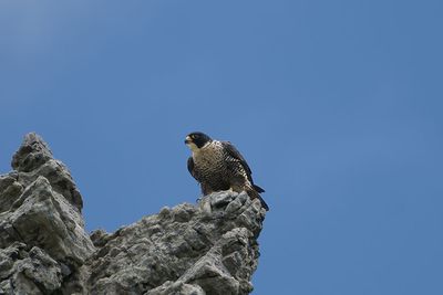 DSC00644F slechtvalk mn. (Falco peregrinus, Peregrine falcon male).jpg