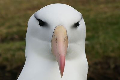 DSC03263F wenkbrauwalbatros (Thalassarche melanophris, Black-browed albatross).jpg