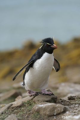 DSC07156F rotspinguïn (Eudyptes crestatus, Rockhopper Penguin).jpg
