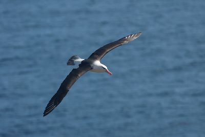 DSC06279F wenkbrauwalbatros (Thalassarche melanophris, Black-browed albatross).jpg