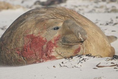 DSC09519F zuidelijke zeeolifant mn. (Mirounga leonina, southern elephant seal male).jpg