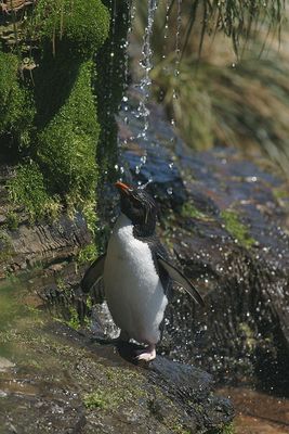 DSC07779F rotspinguïn onder de douche (Eudyptes crestatus, Rockhopper Penguin takes a shower).jpg