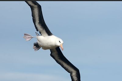 DSC08181F wenkbrauwalbatros (Thalassarche melanophris, Black-browed albatross).jpg