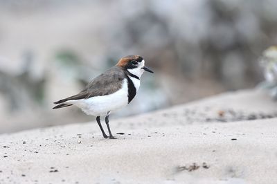 700_1584F Falklandplevier (Charadrius falklandicus, Two-banded plover).jpg