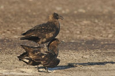 DSC_8675F subantarctische grote jager (Catharacta antarctica, Falkland Skua).jpg