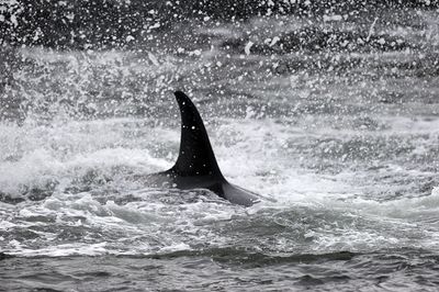 700_2407F orka of zwaardwalvis (Orcinus orca, Orca or Killer whale).jpg