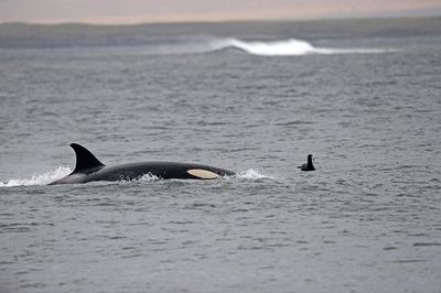 700_2568F orka of zwaardwalvis (Orcinus orca, Orca or Killer whale).jpg