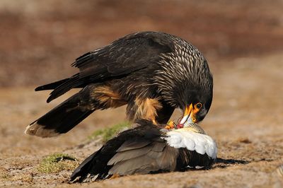 DSC_0238F gegroefde caracara (Phalcoboenus australis, Striated Caracara:Johnny Rook).jpg