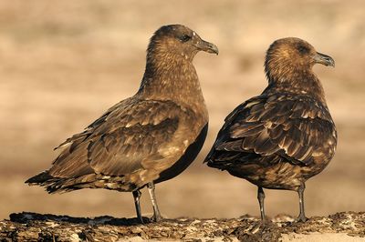 DSC_8193F subantarctische grote jager (Catharacta antarctica, Falkland Skua).jpg