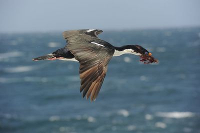 700_8484F keizeraalscholver (Leucocarbo atriceps, syn. Phalacrocorax atriceps albiventer, King cormorant/white-bellied shag.jpg