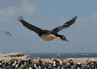 700_9301F keizeraalscholver (Leucocarbo atriceps, syn. Phalacrocorax atriceps albiventer, King cormorant/white-bellied shag).jpg